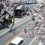 見守る桜